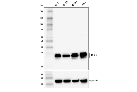 14-3-3 (pan) (E9S9M) Rabbit mAb