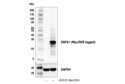 Jak/Stat Pathway Inhibitors Antibody Sampler Kit