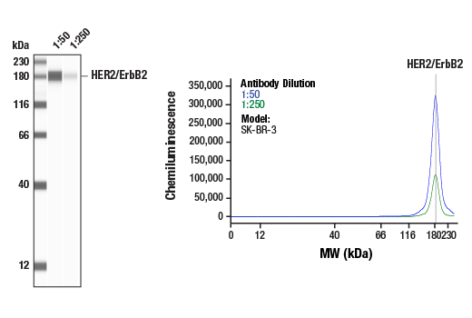 HER2/ErbB2 (D8F12) XP ®  Rabbit mAb