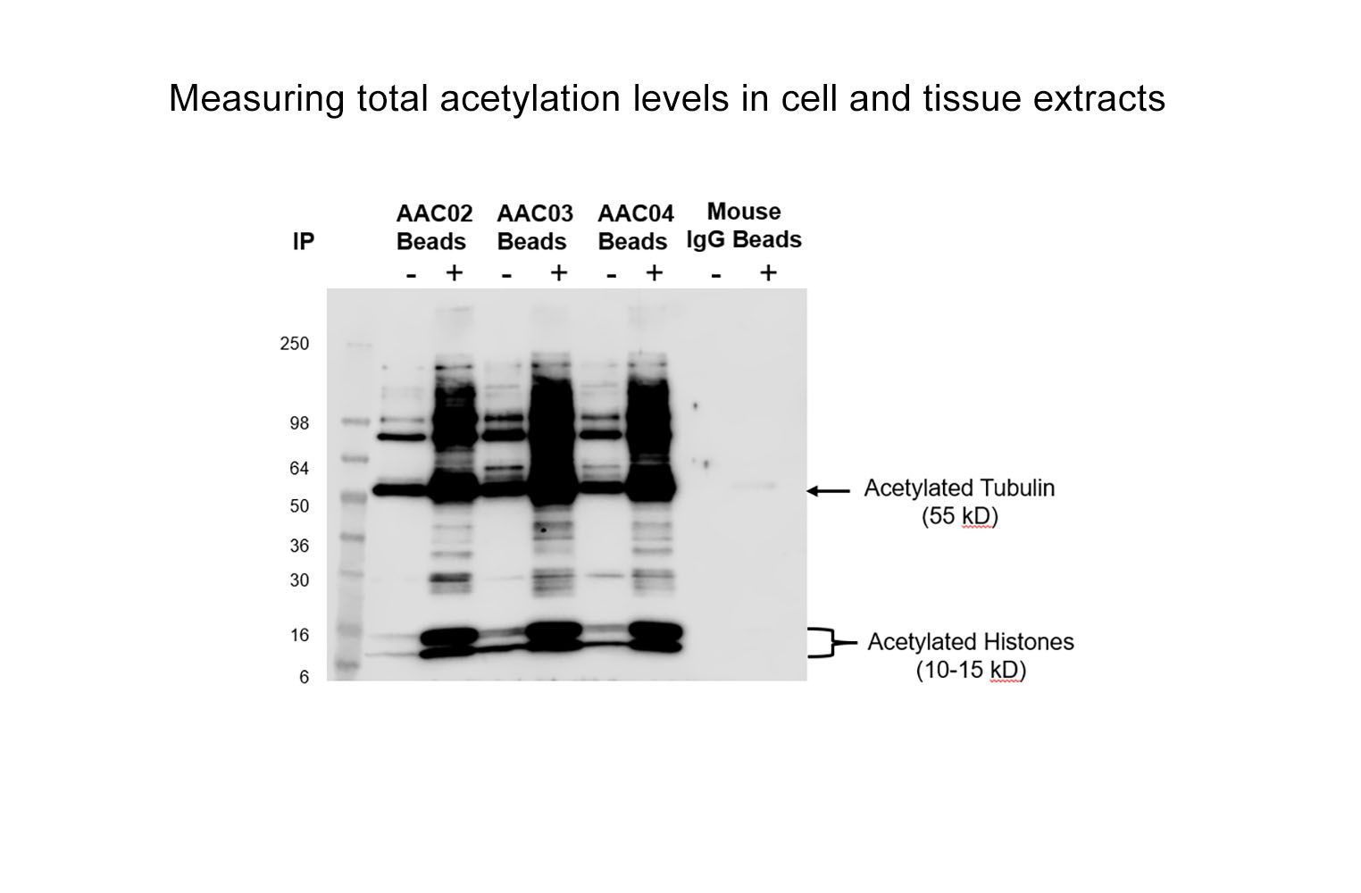Acetyl-Lysine Affinity Beads - AAC04