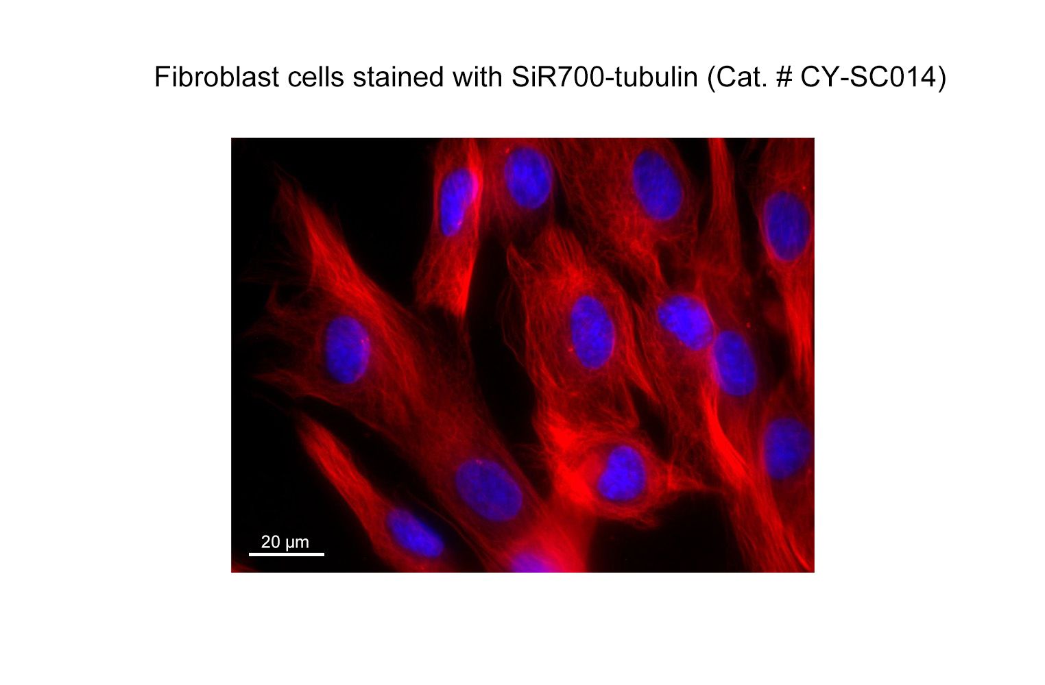 SiR700-Tubulin Kit