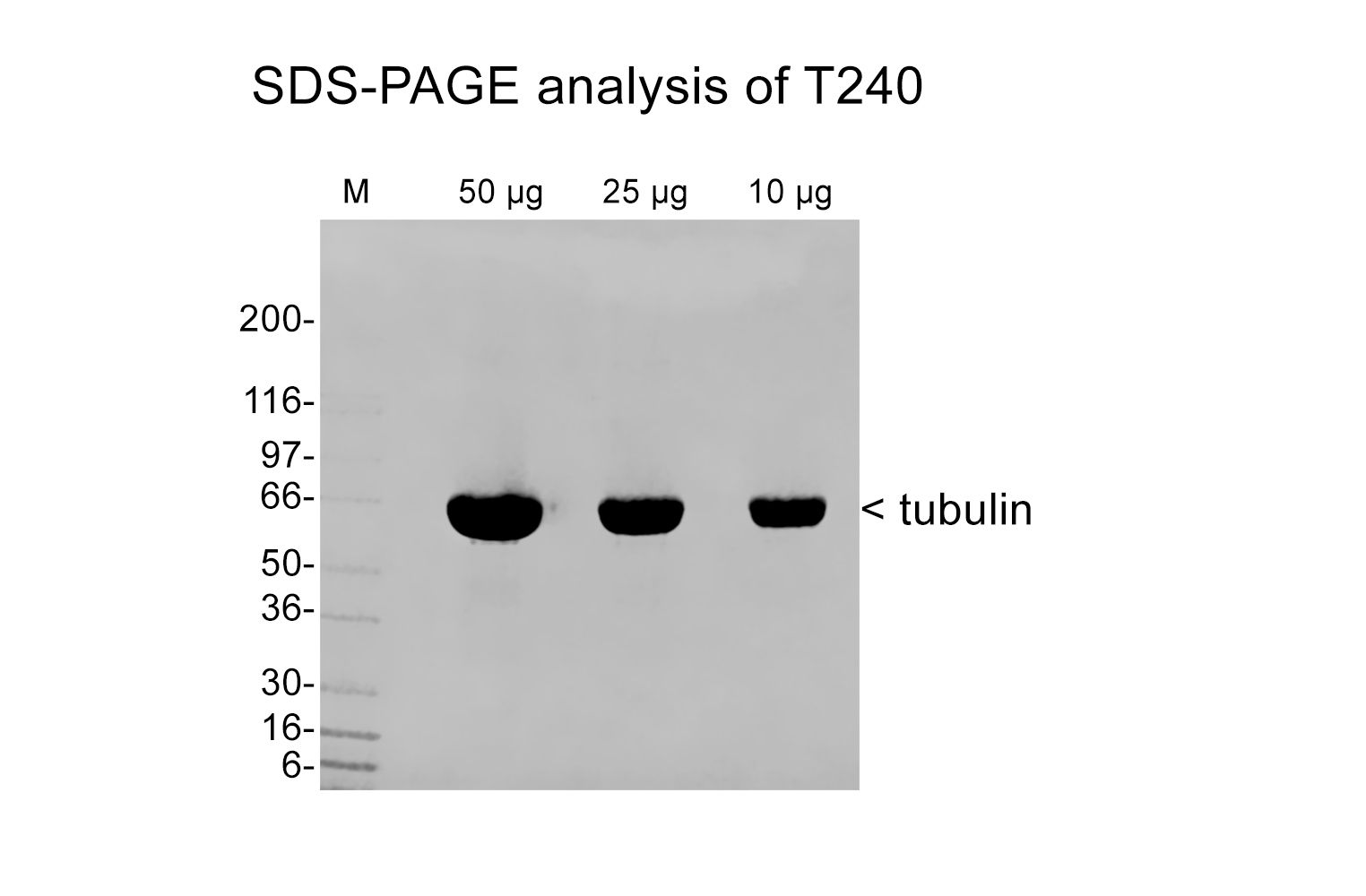 Microtubules (Taxol Stabilized and Lyophilized)