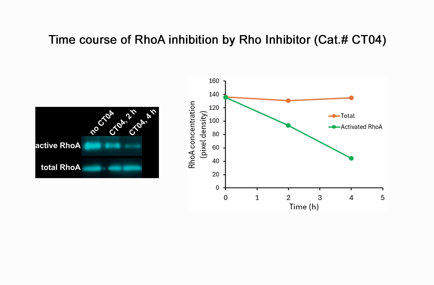 Rho Inhibitor I