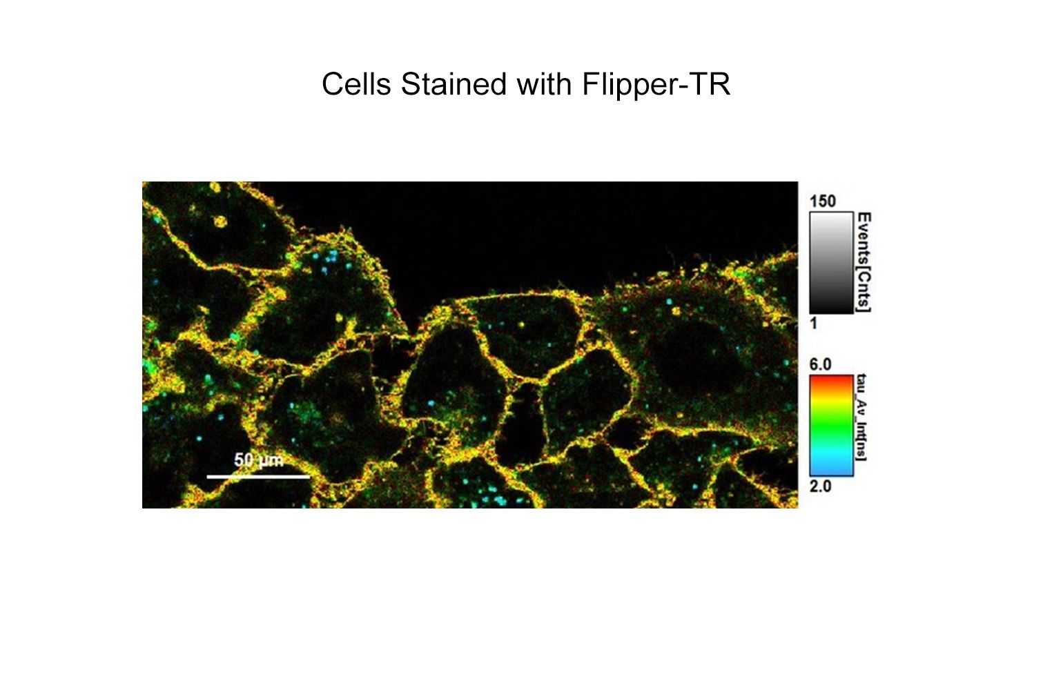 Flipper-TR Kit for fluorescence cell membrane microscopy