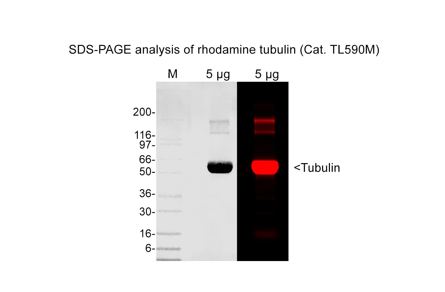 Tubulin protein (rhodamine) - porcine brain