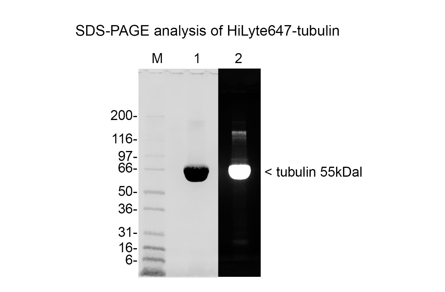 Tubulin protein (fluorescent HiLyte 647) - porcine brain