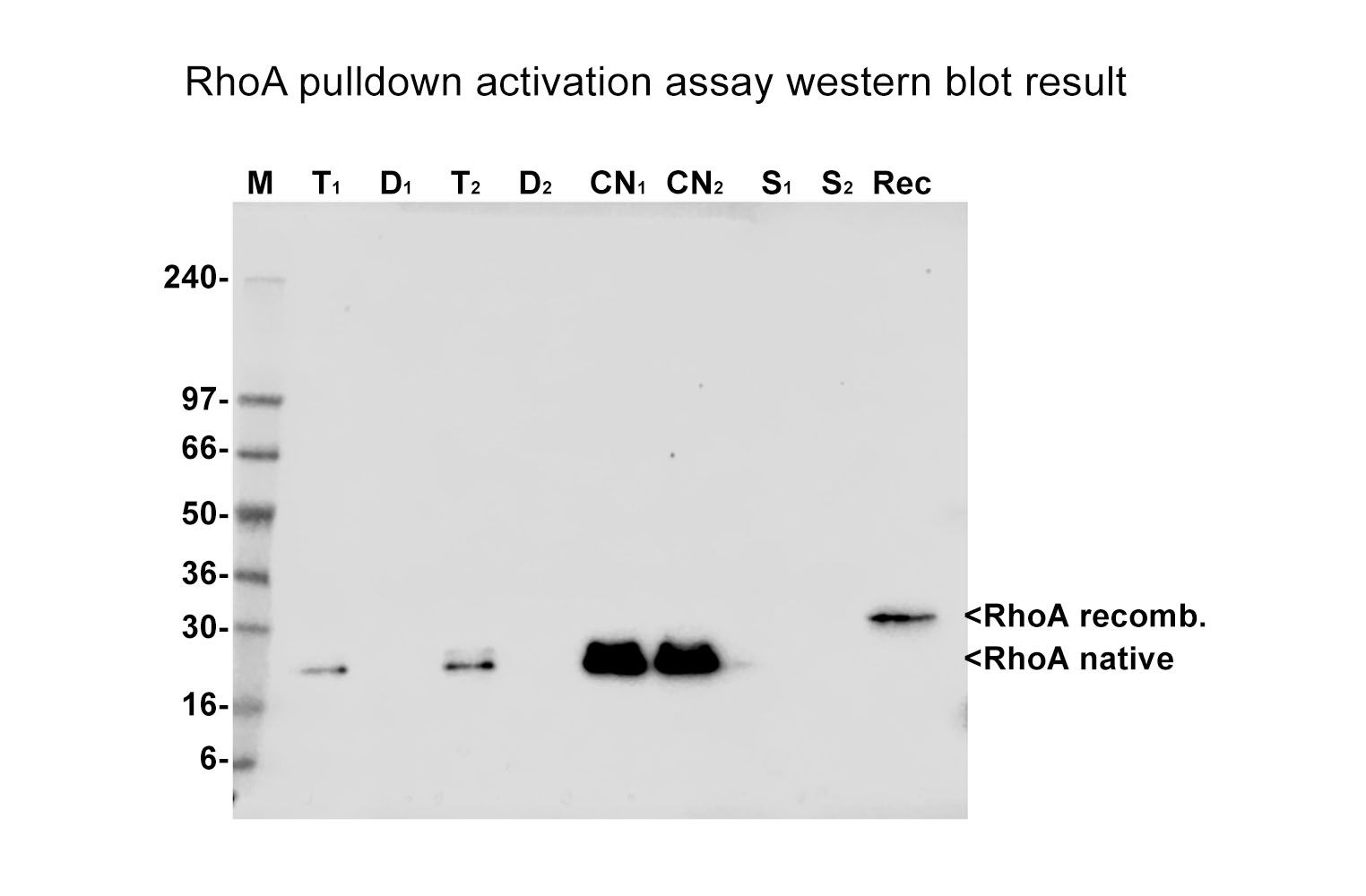 RhoA Pull-down Activation Assay Biochem Kit (bead pull-down format)
