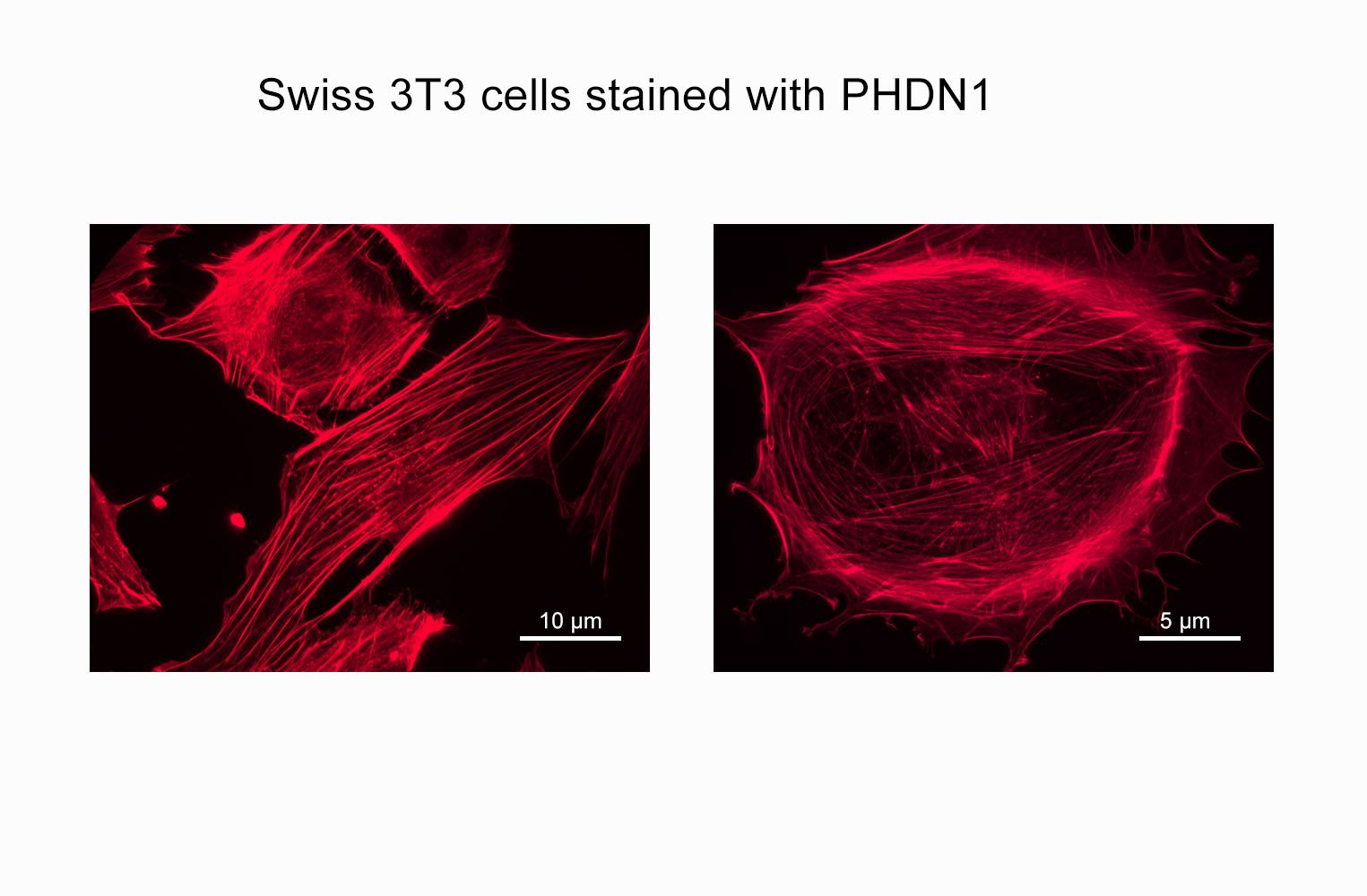 Acti-stain 670 phalloidin