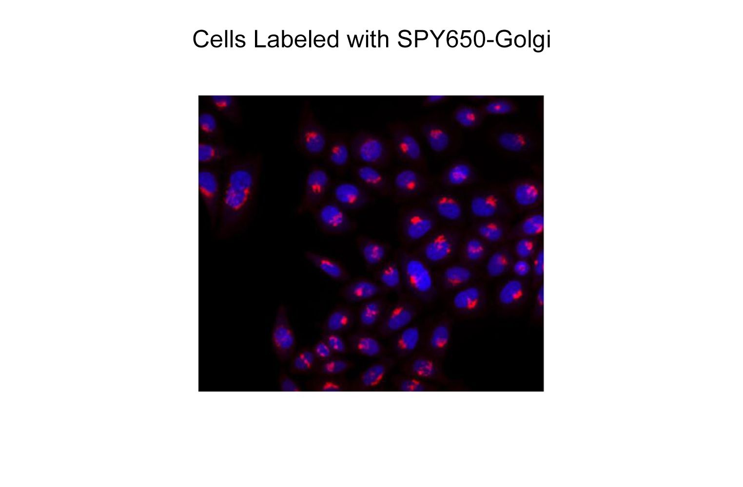 SPY650-Golgi-Fluorescent-Probe