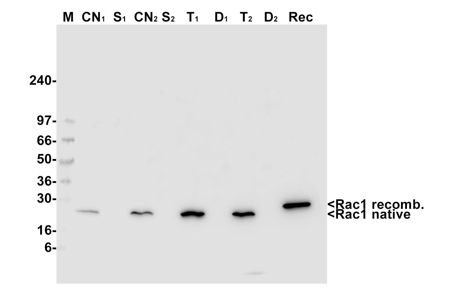 Rac1 Pull-down Activation Assay Biochem Kit (bead pull-down format)