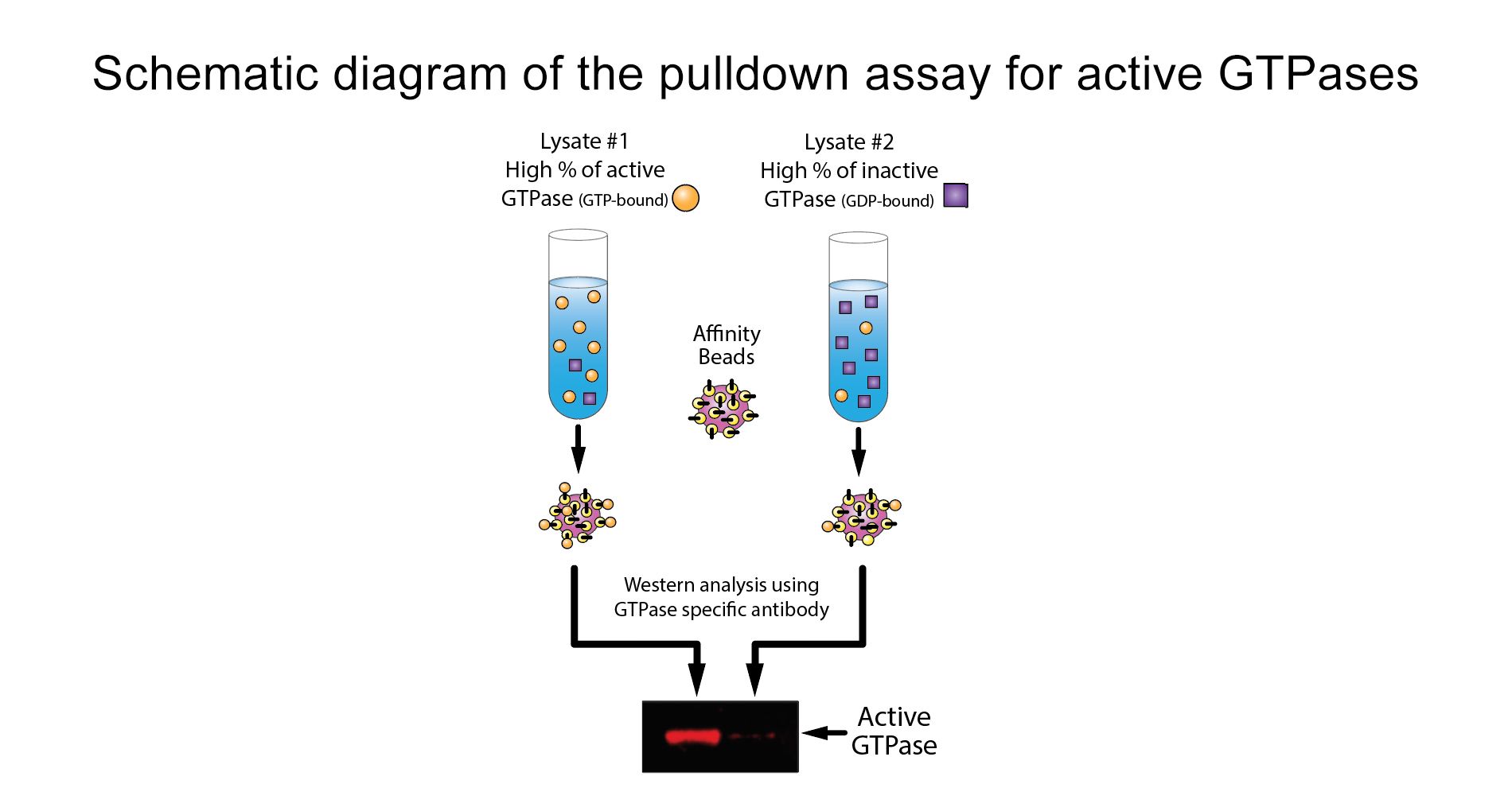 RhoA Pull-down Activation Assay Biochem Kit (bead pull-down format)