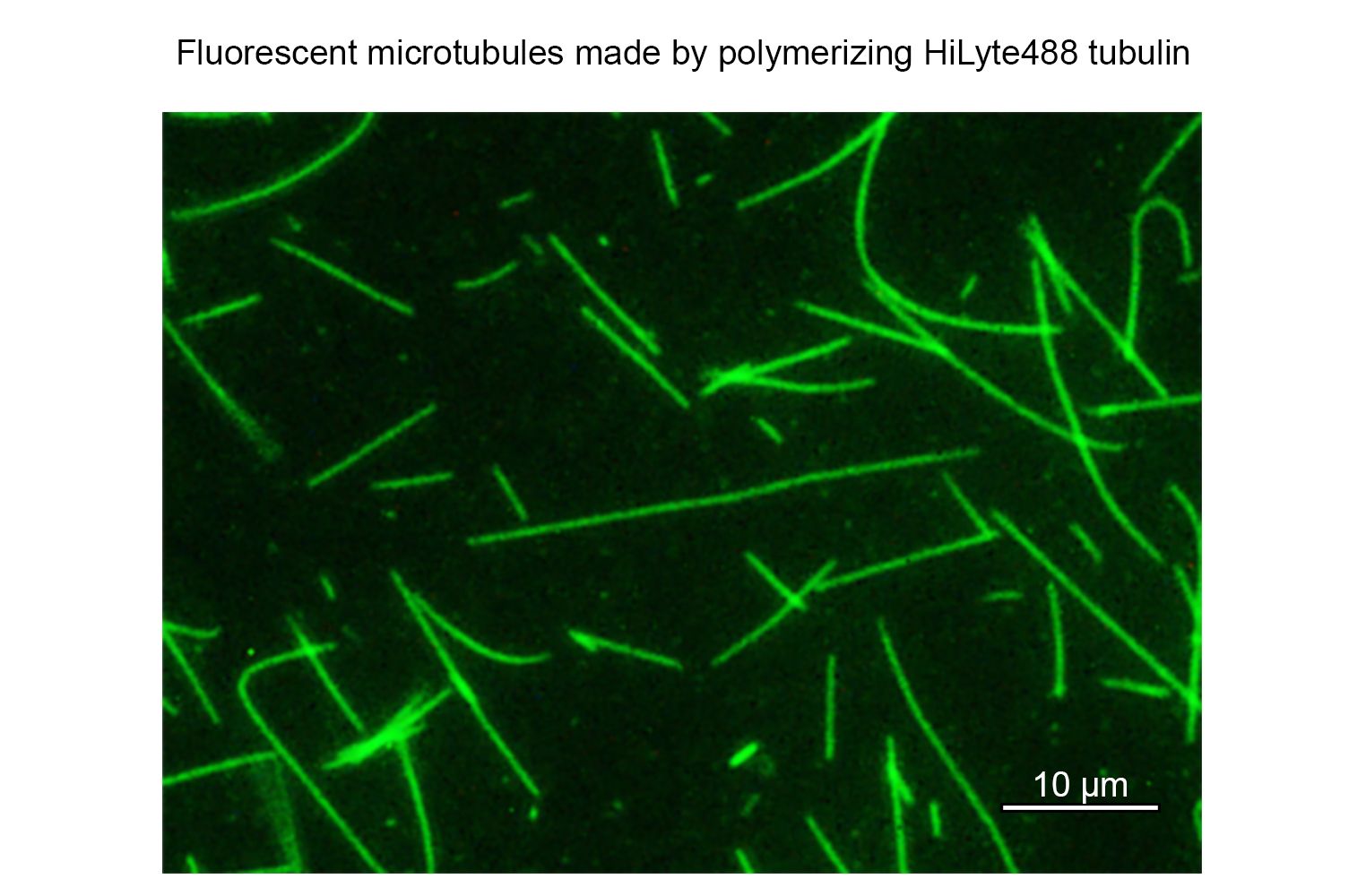 Tubulin protein (fluorescent HiLyte 488) - porcine brain