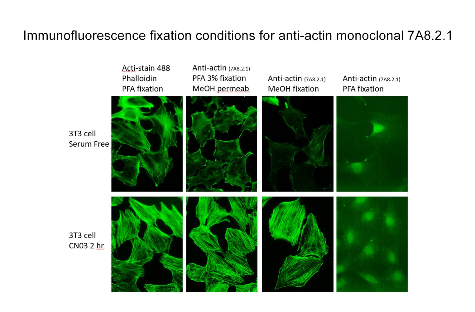 Anti-Pan Actin Mouse Monoclonal Antibody (Clone 7A8-2-1)