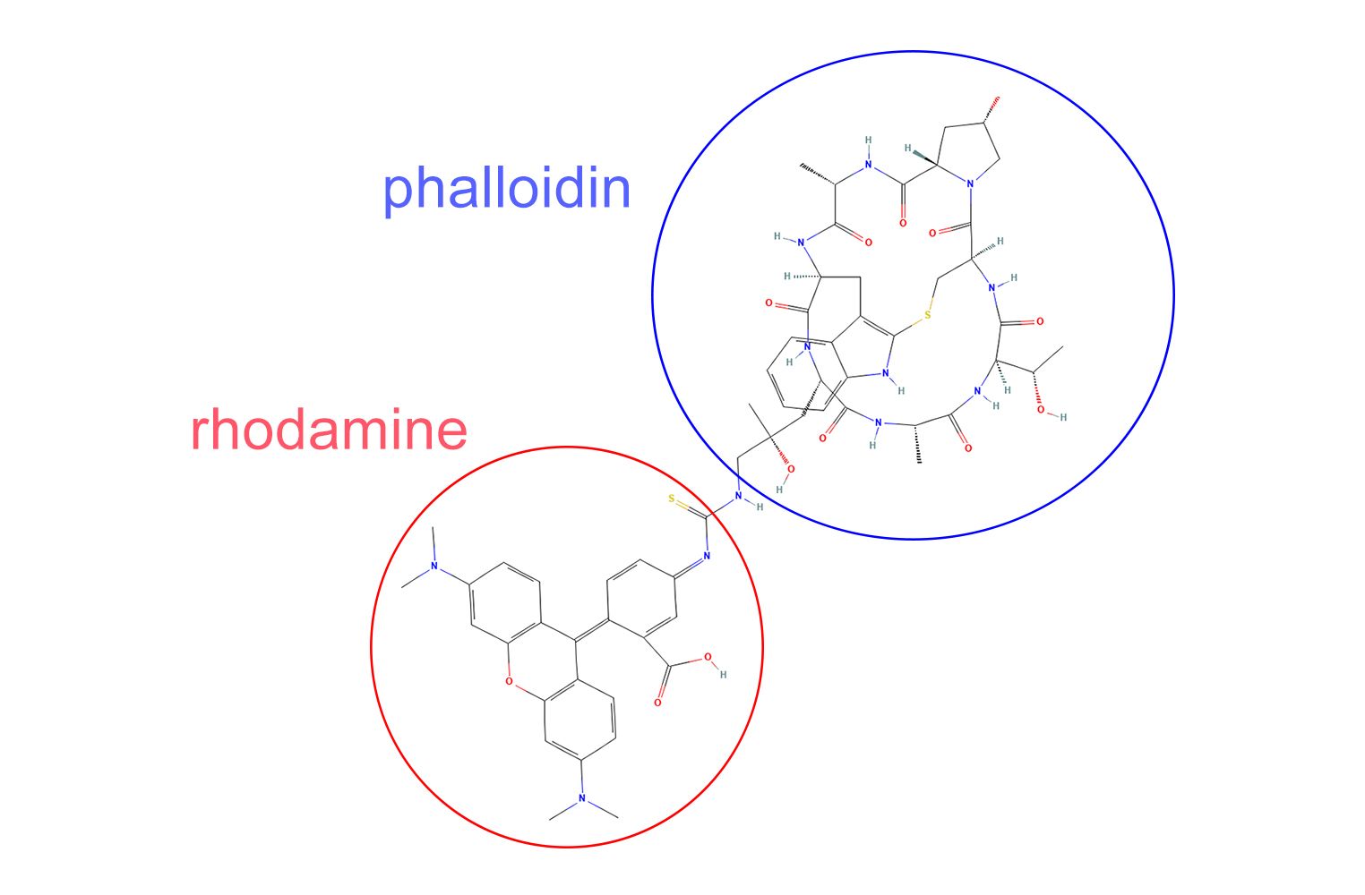 Rhodamine Phalloidin