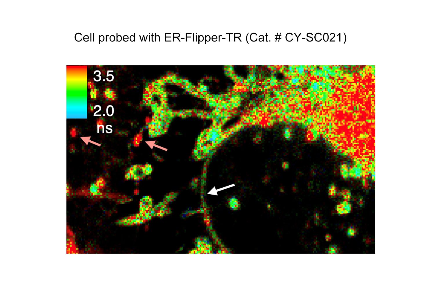 ER Flipper-TR Kit for fluorescence cell membrane microscopy