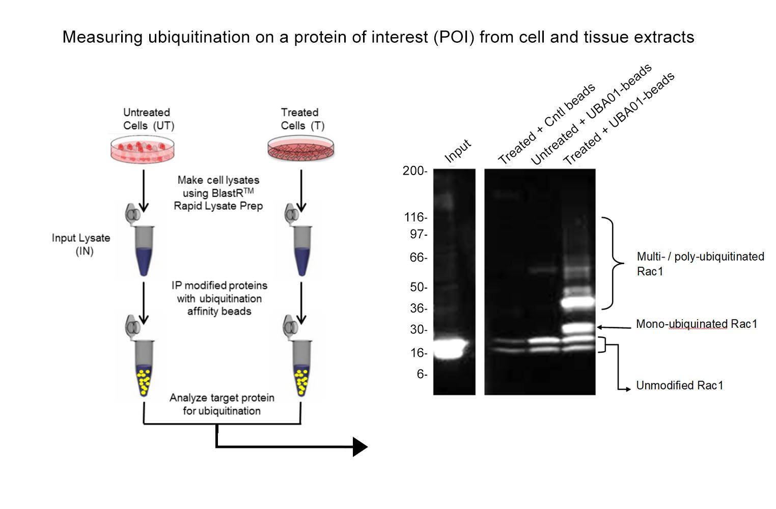 Signal-Seeker® Ubiquitin Detection Kit