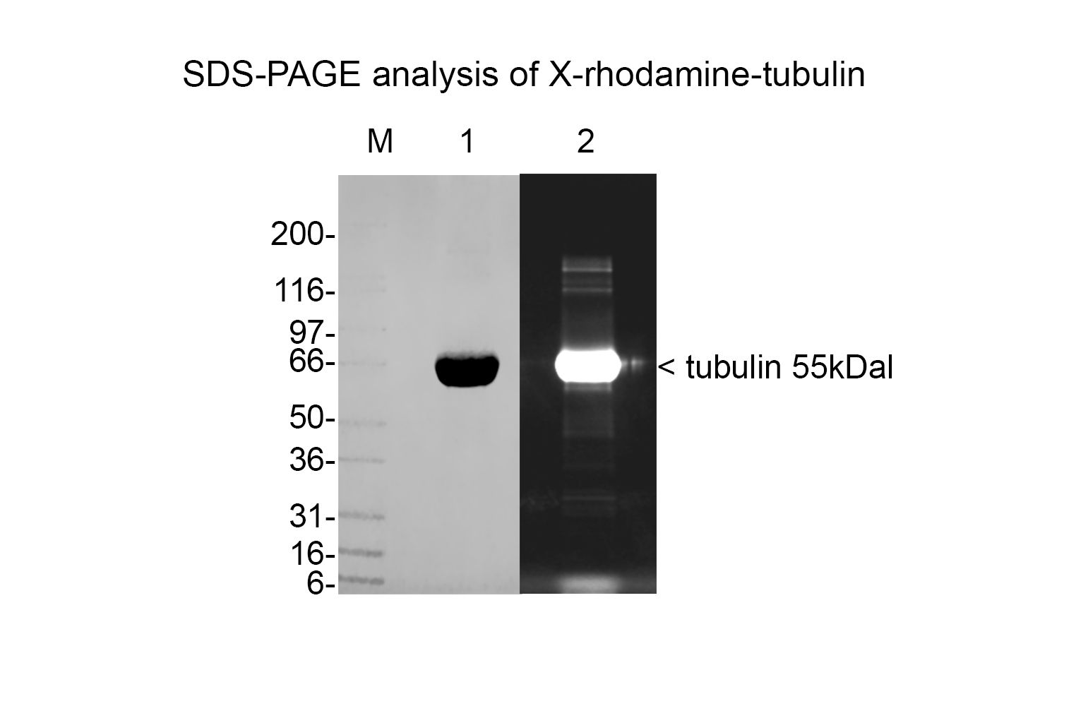 Tubulin protein (X-rhodamine) - porcine brain