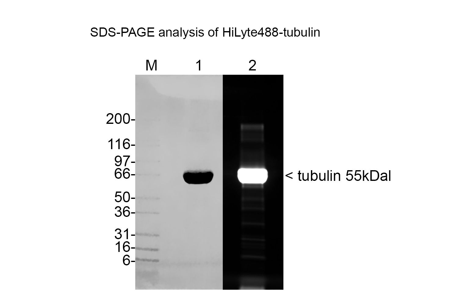 Tubulin protein (fluorescent HiLyte 488) - porcine brain