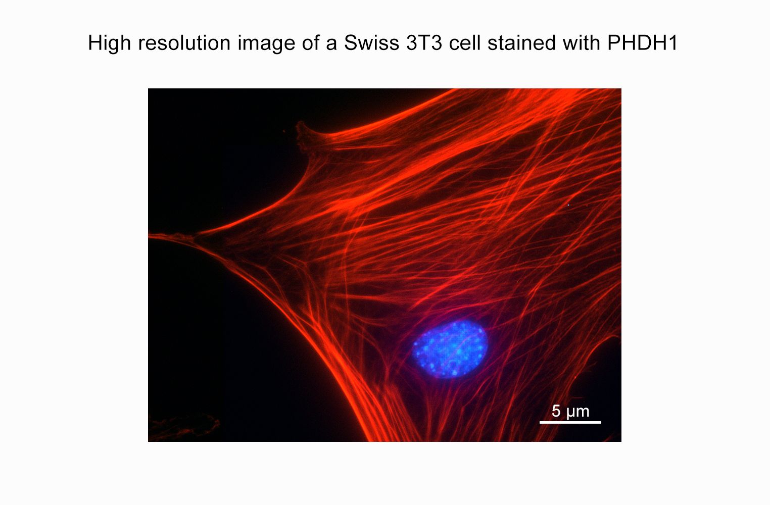 Acti-stain 555 phalloidin