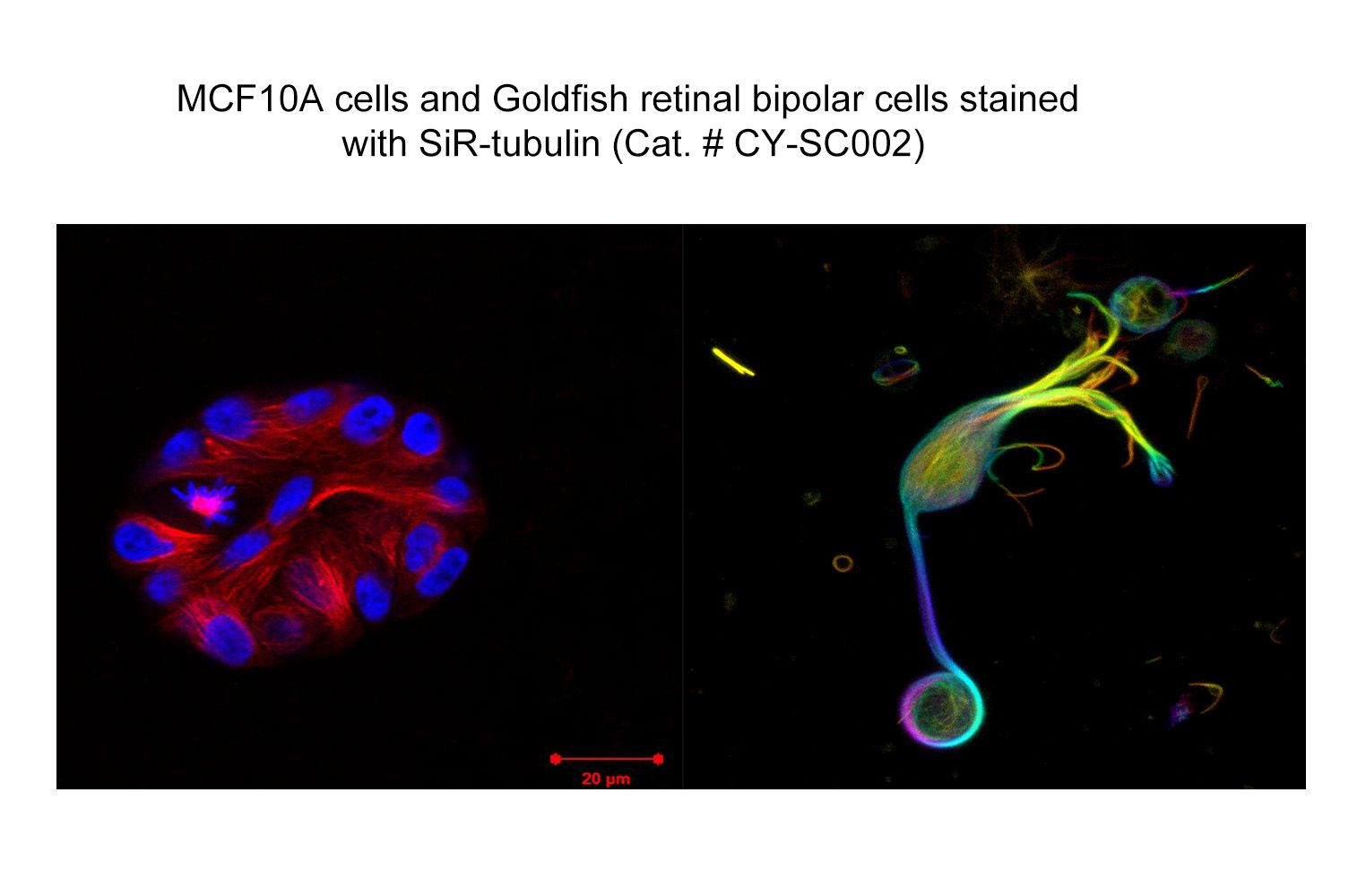 SiR-Tubulin Kit