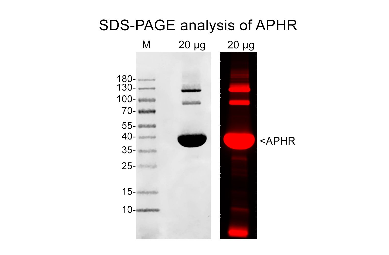 Actin protein (rhodamine labeled - beta gamma human platelet actin)