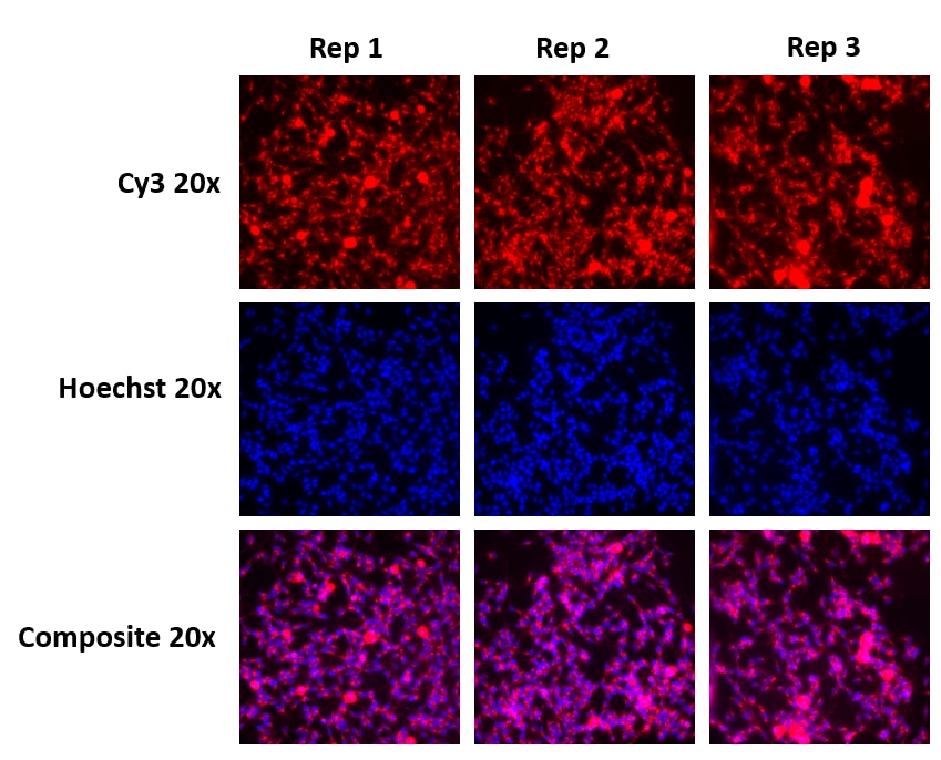 Accell Rat Control siRNA Kit - Red_Dharmacon_优宁维(univ)商城