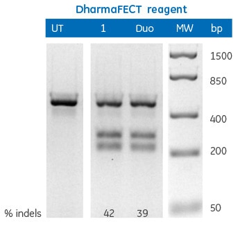 dharmafect editing gel 1