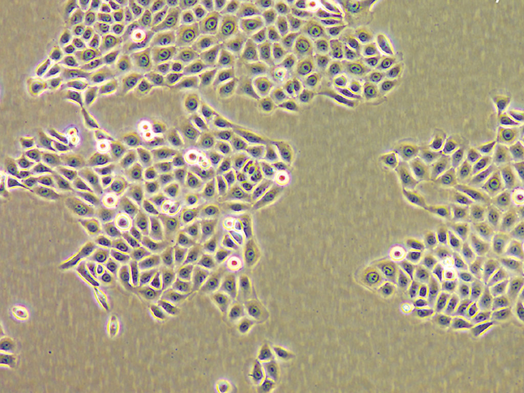Adult Keratinocyte Cell Culture Kit