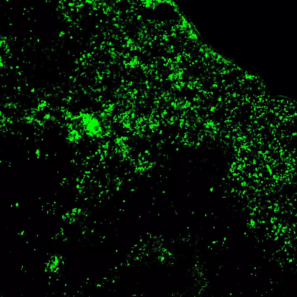 CD3e-PE, mouse, REA606, 100 tests