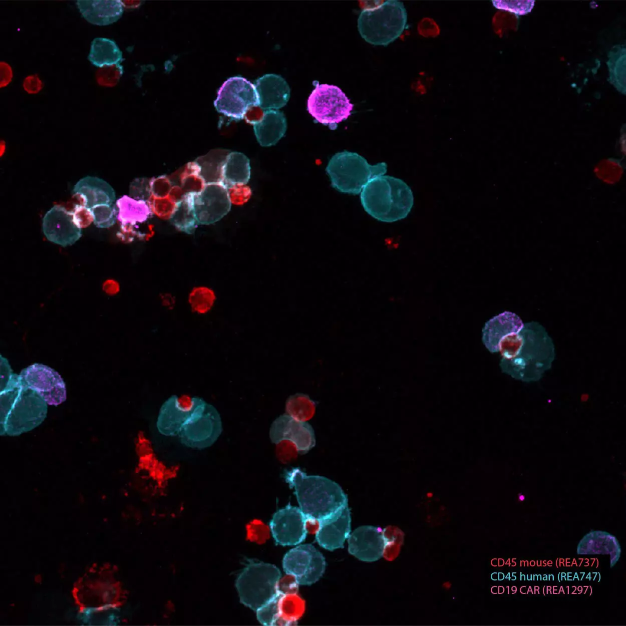 CD19 CAR FMC63 Idiotype Antibody, PE, REAfinity™