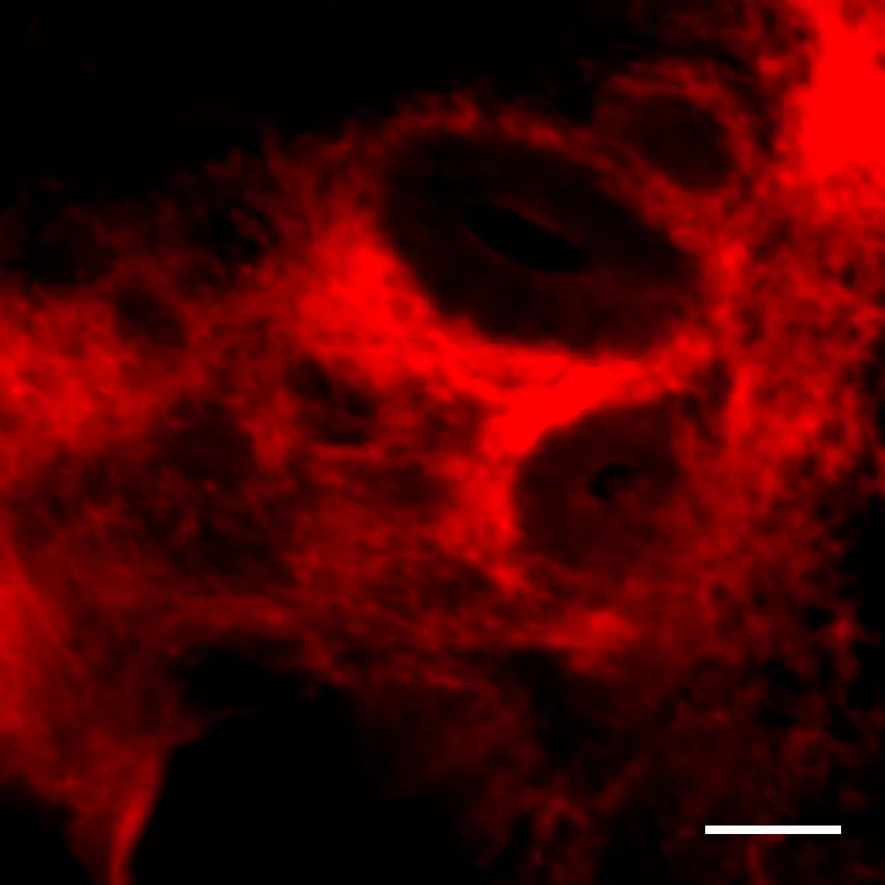 CD56 Antibody, anti-human, Vio® Bright V423, REAfinity™