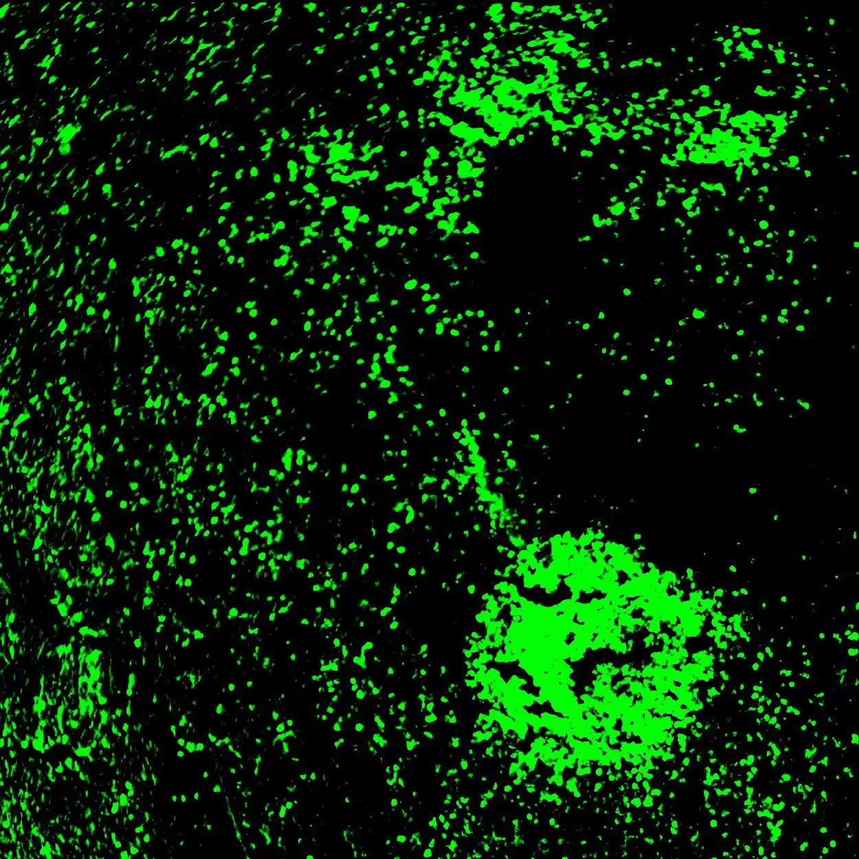 CD3e-PE, mouse, REA606, 100 tests