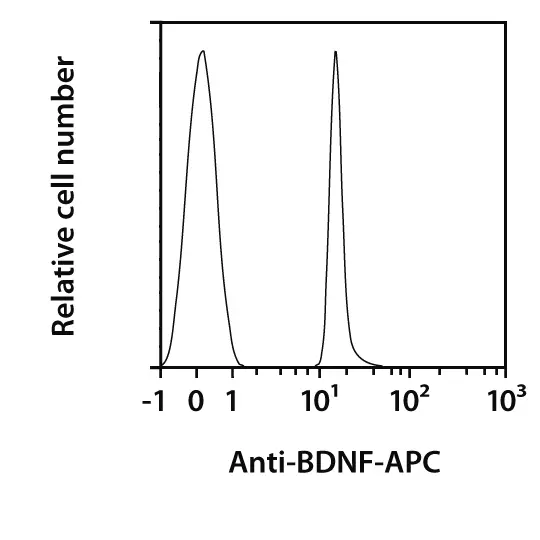 BDNF Antibody, anti-human, PE, REAfinity™