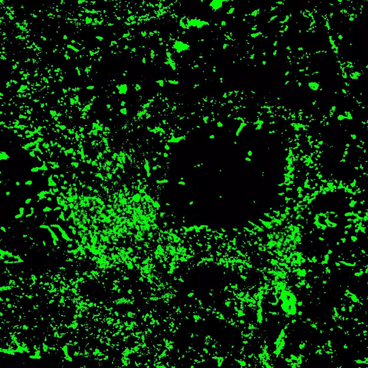 CD49b-APC, mouse, REA541, 100 tests