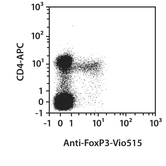 Anti-FoxP3-PE, mouse, REA788, 500 tests