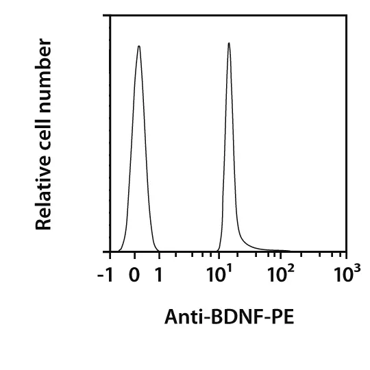 BDNF Antibody, anti-human, PE, REAfinity™