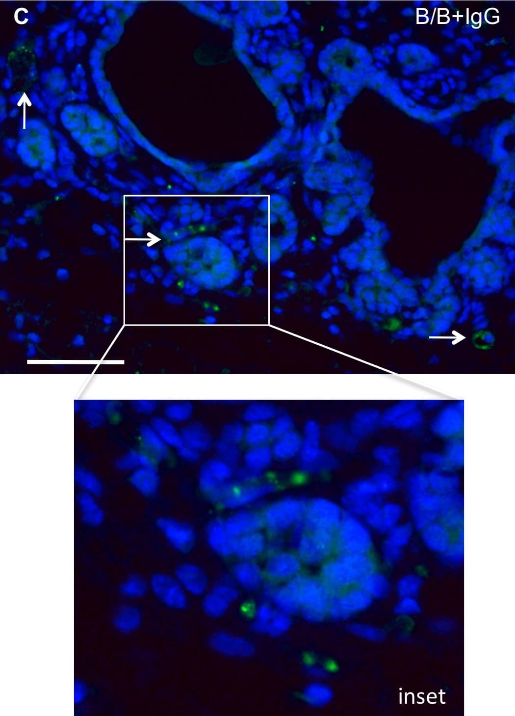Normal Goat IgG Cont (1 mg)