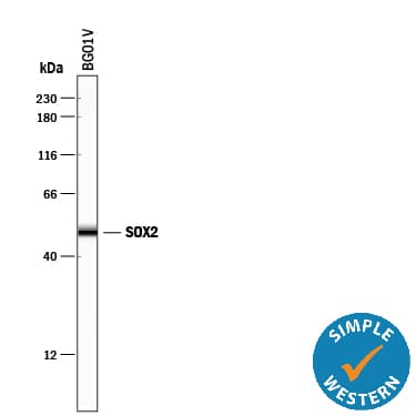 h/m/rSOX2 MAb (Cl 24 (25 ug)