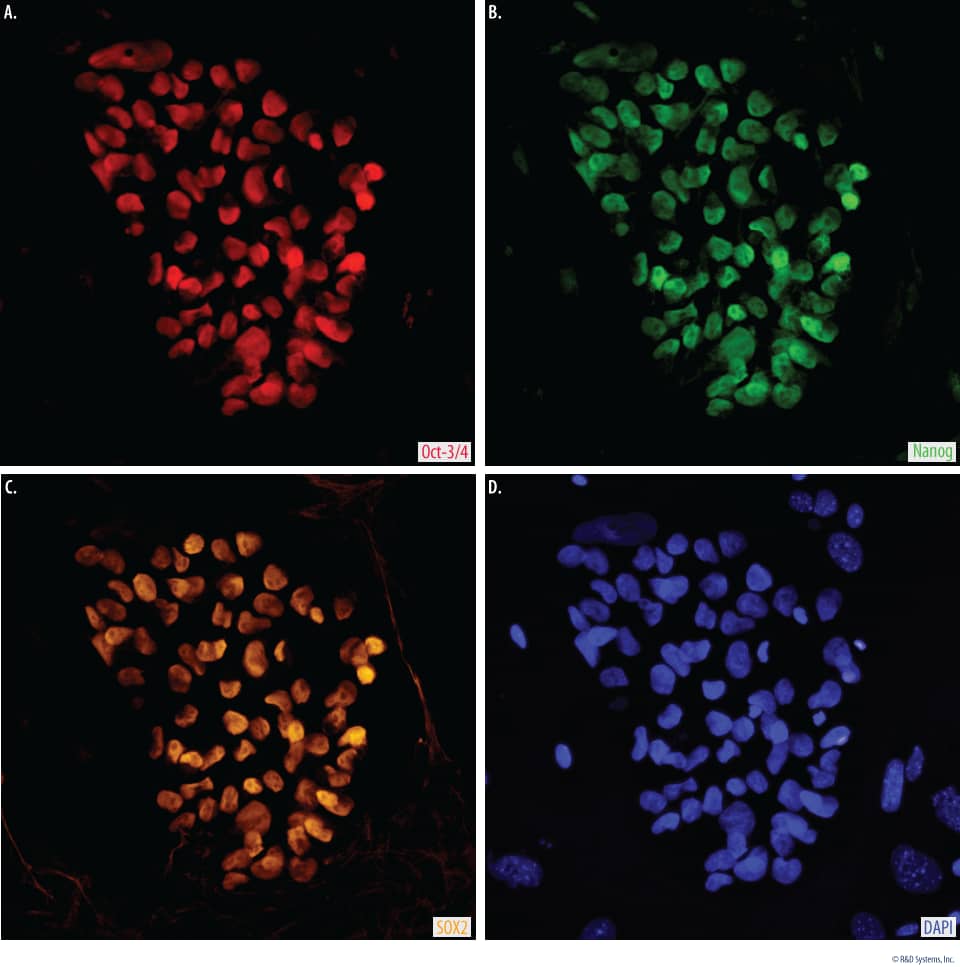 Human Pluripotent Stem Cell 3-Color Immunocytochemistry Kit (1 Kit)