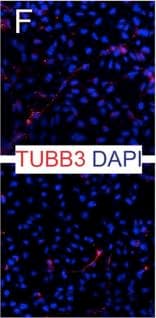 b-III Tubulin MAb (C (100 ug)