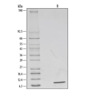 rhIL-8, CF (10 ug)