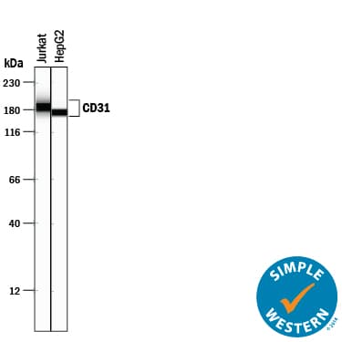 hCD31/PECAM-1 Aff Pu (25 ug)