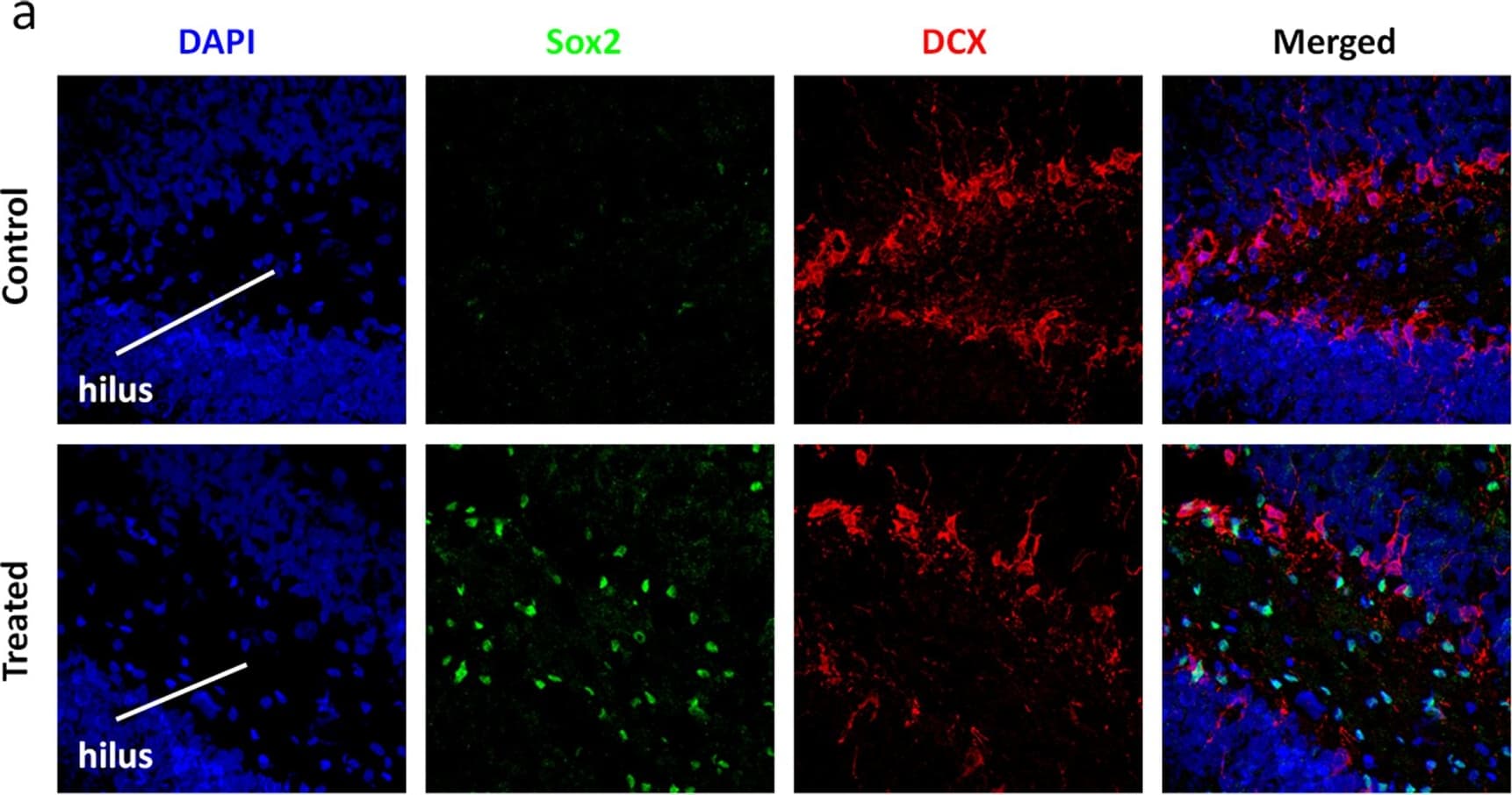 h/m/rSOX2 MAb (Cl 24 (25 ug)