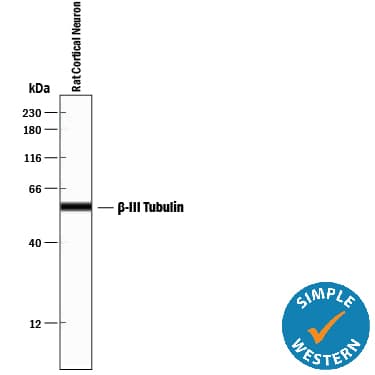 b-III Tubulin MAb (C (100 ug)
