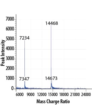 rhGM-CSF GMP, CF (10 ug)