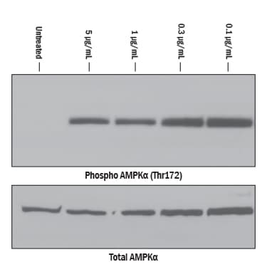 rhCTRP2/C1qTNF2, CF (50 UG)