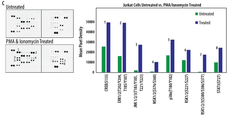 hPhos Kinase Array (1 Kit)