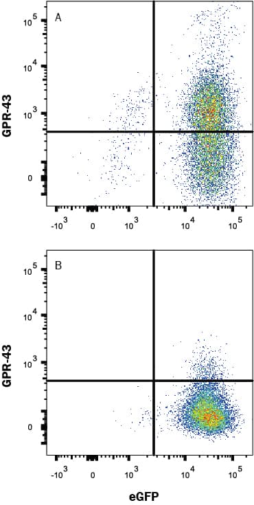hFFAR2/GPR43 MAb (Cl (25 UG)