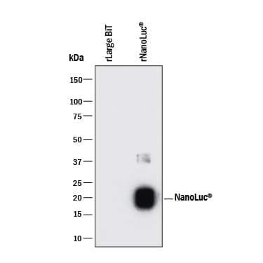 Luciferase MAb (Clon (25 UG)