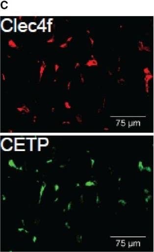 mCLEC4F MAb (Cl 3709 (25 ug)